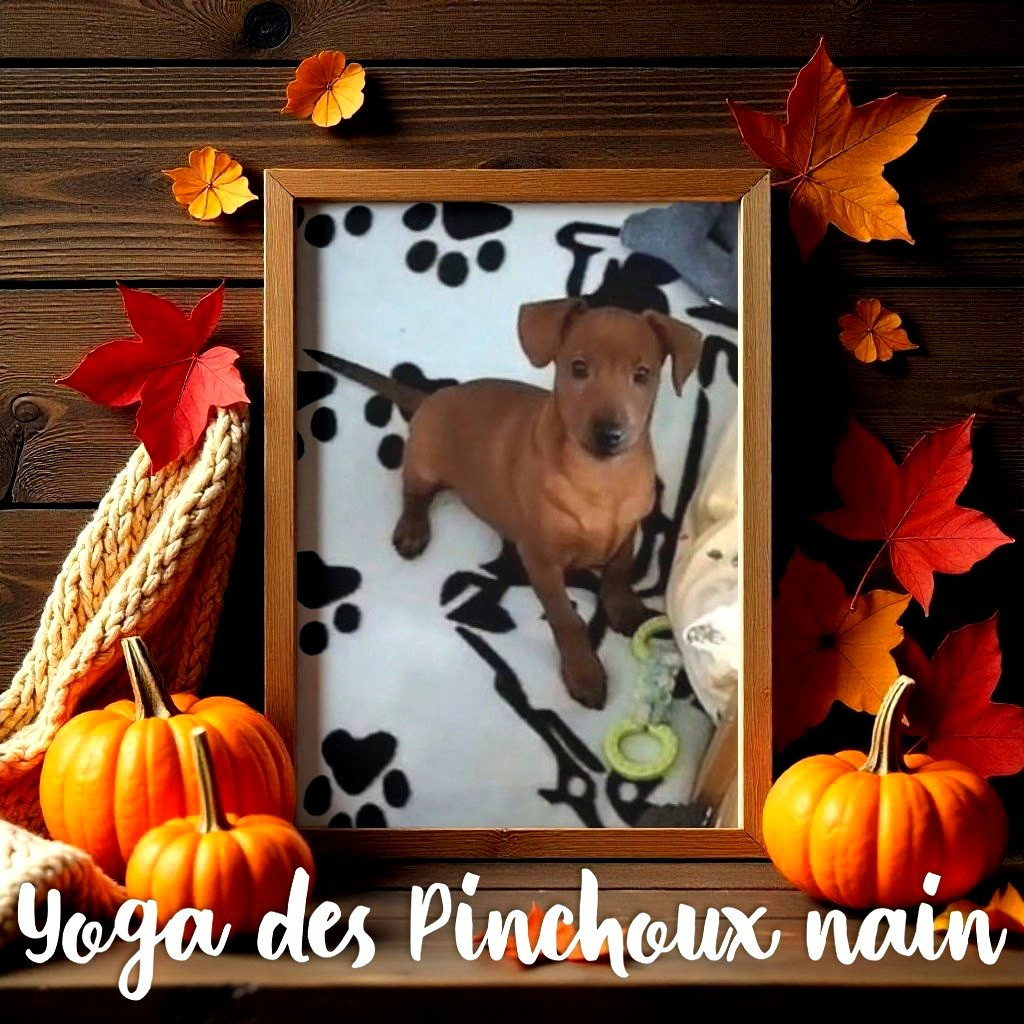 Des Pinchoux Nain - Chiot disponible