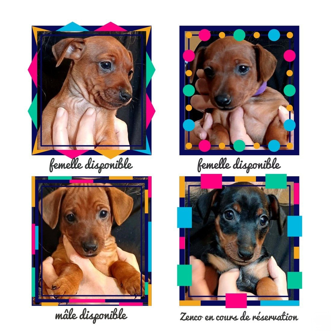 Naissance chez les Pinchoux nain