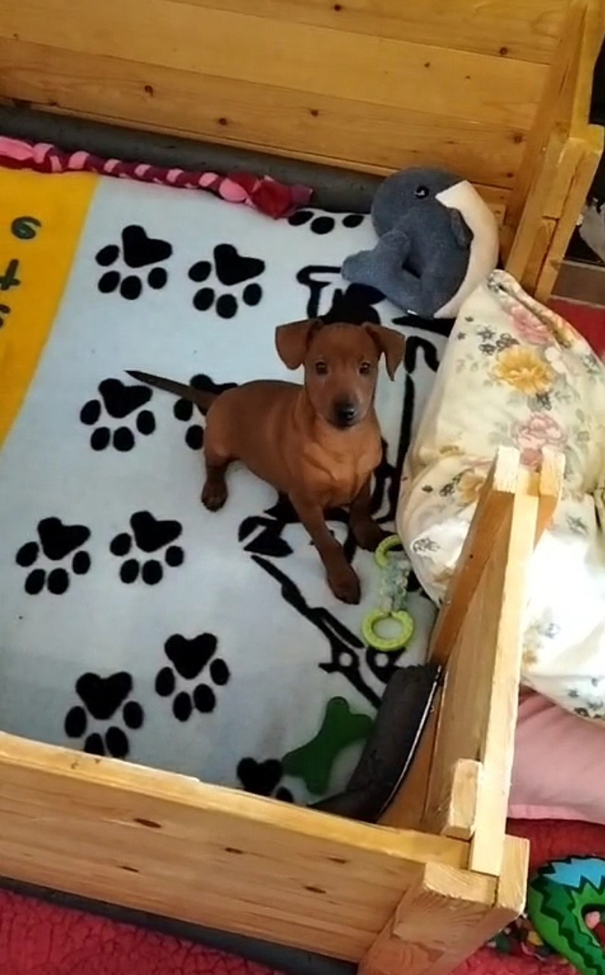 Des Pinchoux Nain - Chiots disponibles - Pinscher nain