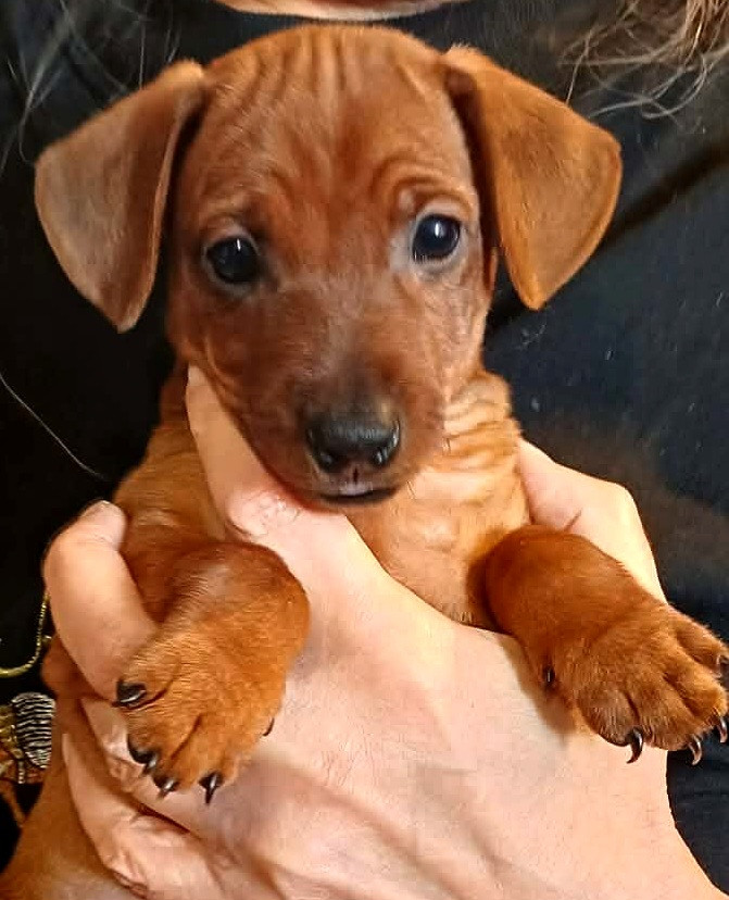 Des Pinchoux Nain - Chiots disponibles - Pinscher nain