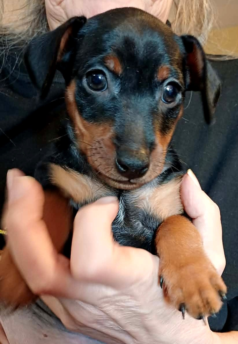 Des Pinchoux Nain - Chiots disponibles - Pinscher nain