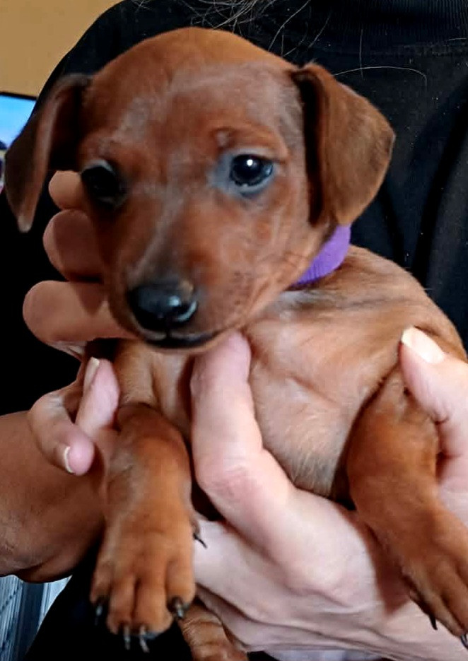 Des Pinchoux Nain - Chiots disponibles - Pinscher nain