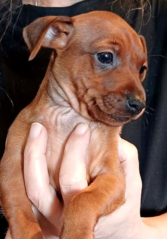 Des Pinchoux Nain - Chiots disponibles - Pinscher nain
