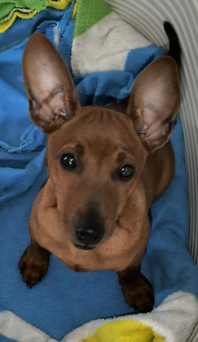Des Pinchoux Nain - Chiots disponibles - Pinscher nain