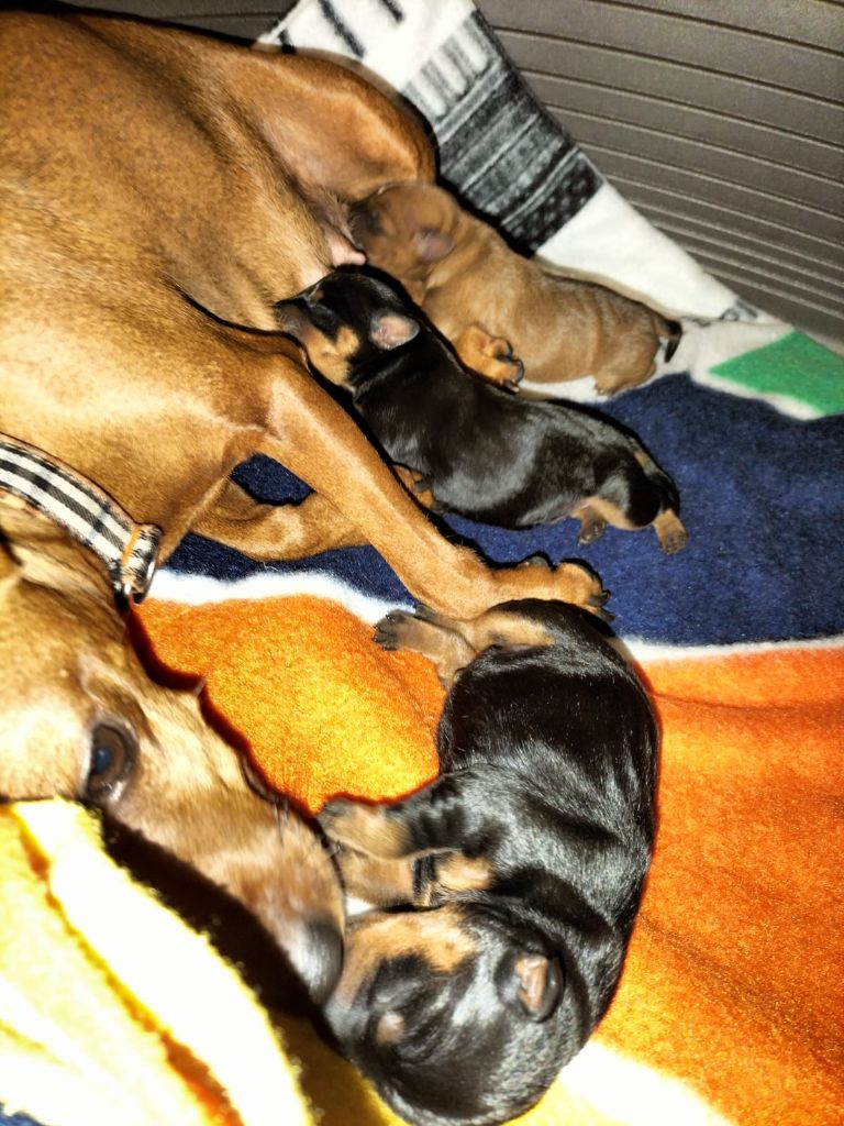 Des Pinchoux Nain - Pinscher nain - Portée née le 01/08/2025